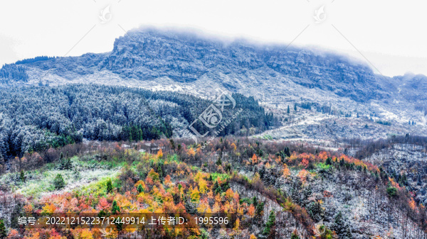 半山彩林半山雪