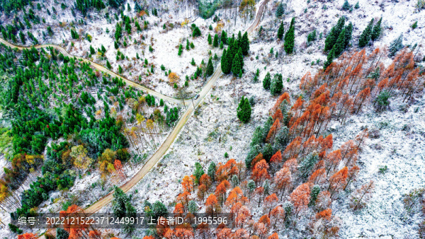 半山彩林半山雪