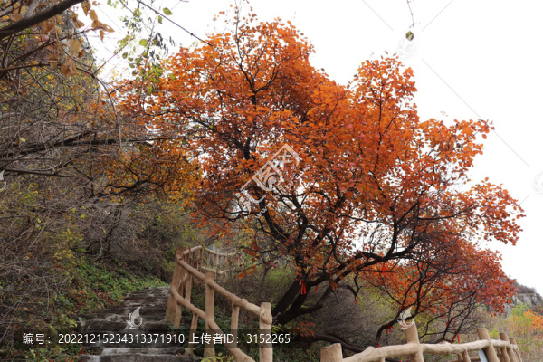 黃櫨紅葉