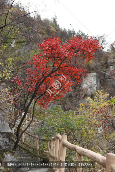 紅葉