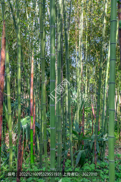 績(jī)溪棋盤(pán)村竹林