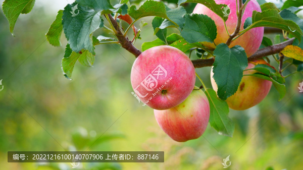 紅蘋果