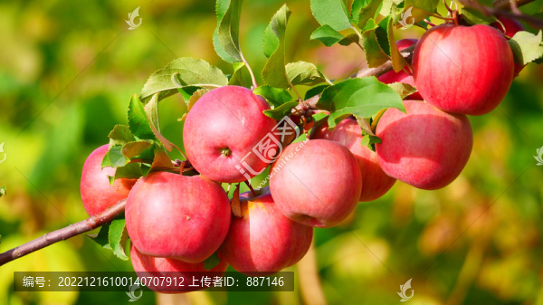 紅蘋果