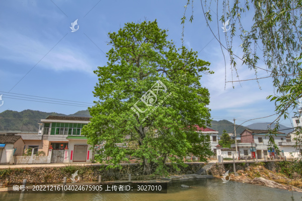 績(jī)溪上莊村