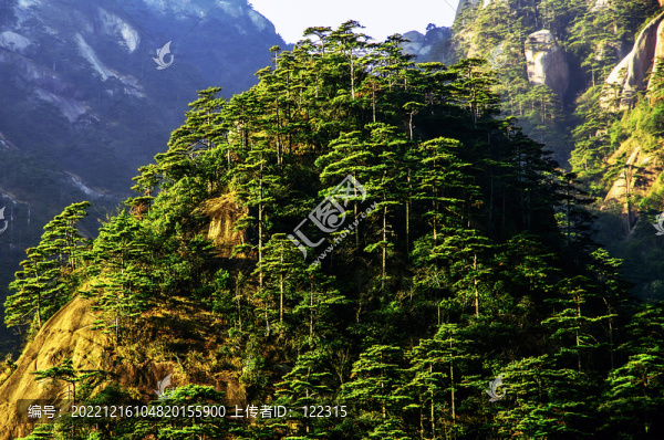 黃山松