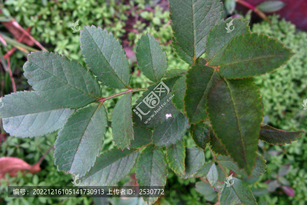 月季花的奇數(shù)羽狀復(fù)葉葉