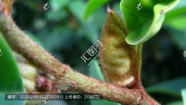 被淡黃色絨毛的含笑花蕾