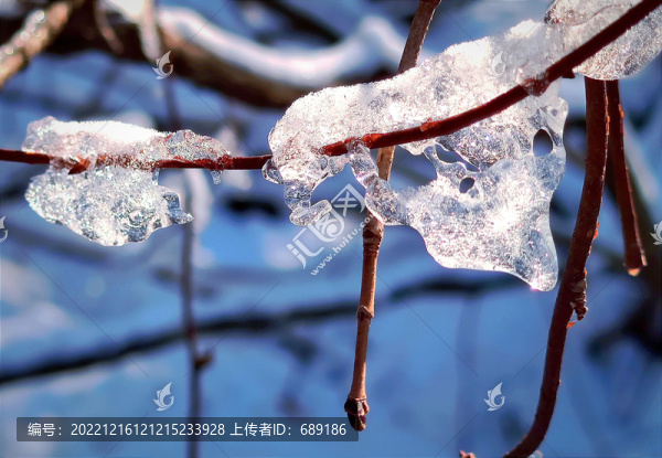 樹枝上的冰雪