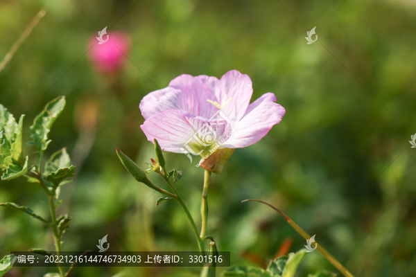 粉花月見(jiàn)草
