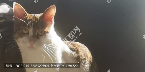 小貓