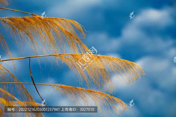 歙縣石潭茅草