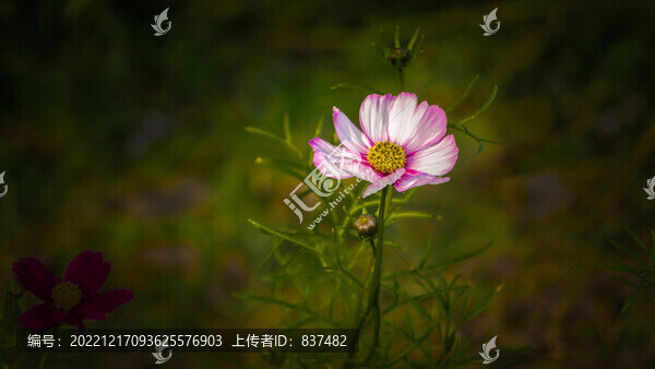 波斯菊