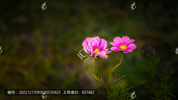 盛開綻放波斯菊