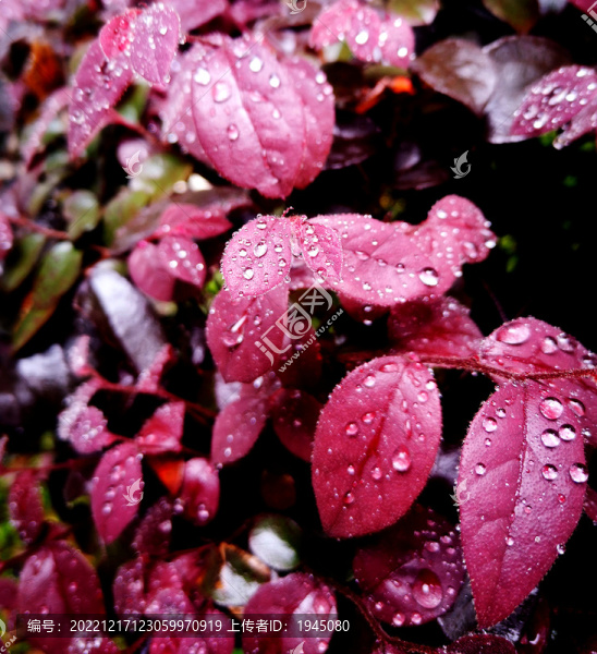 紅花檵木紅葉雨滴