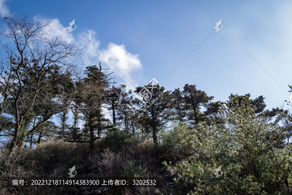 西安朱雀國家森林公園樹木