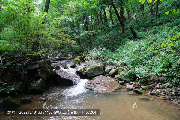 森林水潭