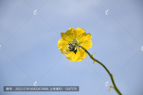 絲瓜花