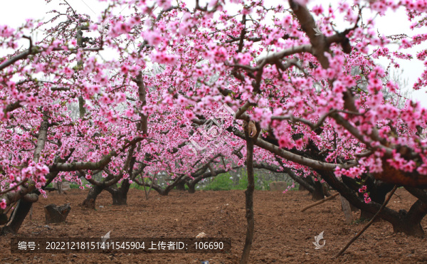 桃花盛開(kāi)
