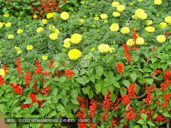 公園花圃