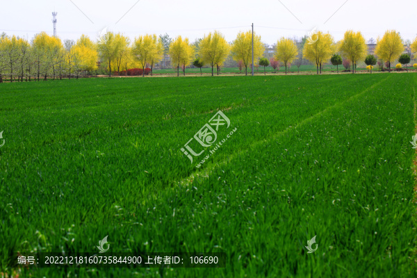 小麥苗