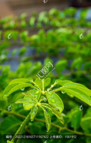 雨滴露水綠植