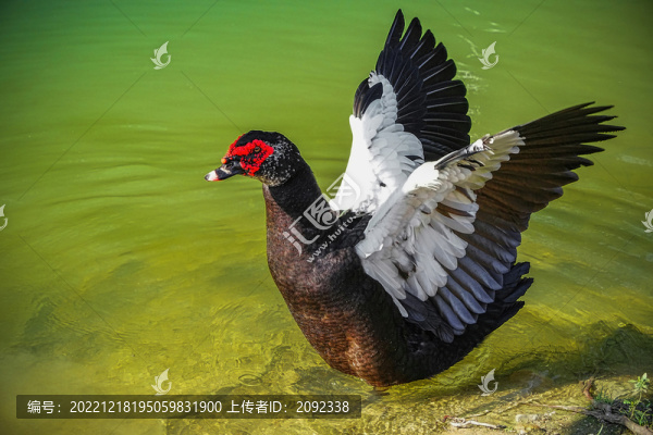 疣鼻棲鴨洋鴨紅面鴨麝香鴨