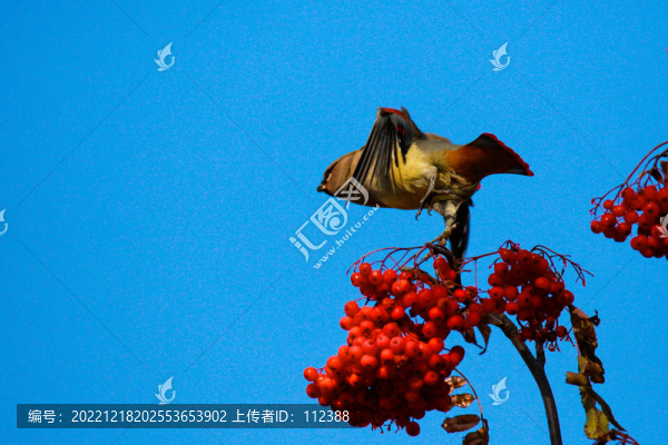 太平鳥(niǎo)十二黃瀕危鳥(niǎo)枝頭喜慶