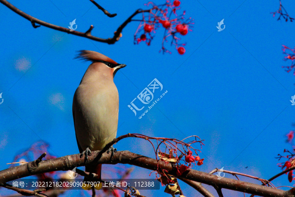 太平鳥十二黃瀕危鳥枝頭喜慶