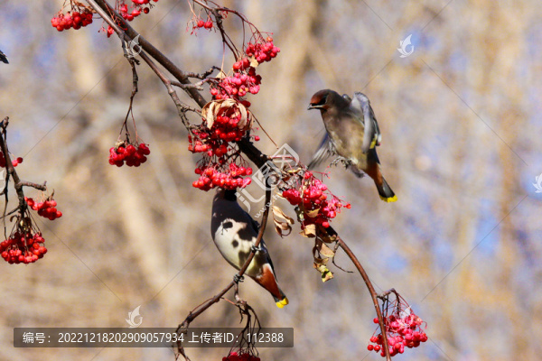 太平鳥(niǎo)十二黃瀕危鳥(niǎo)枝頭喜慶
