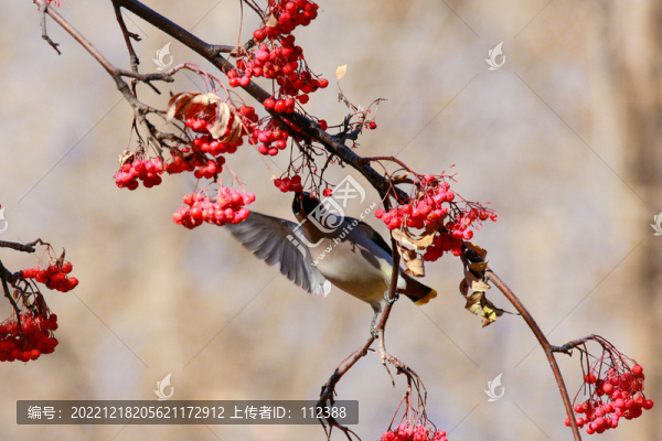 太平鳥十二黃瀕危鳥枝頭喜慶