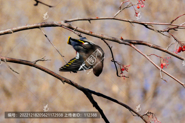 太平鳥十二黃瀕危鳥枝頭喜慶