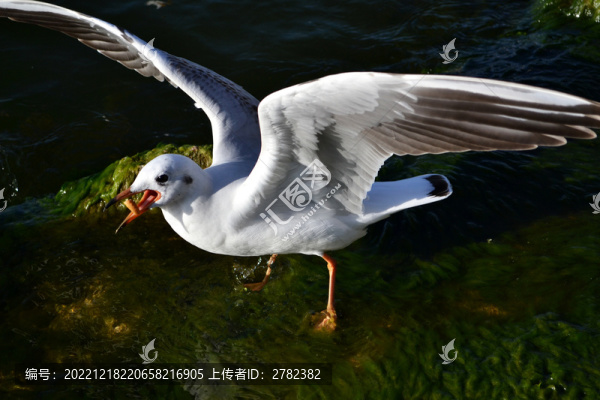 海鷗