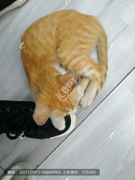 粘人的小貓咪