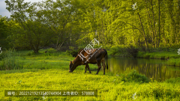 動物牛自然草地