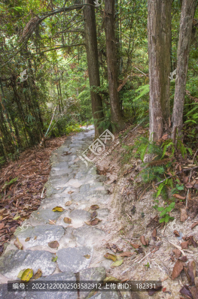 森林小路