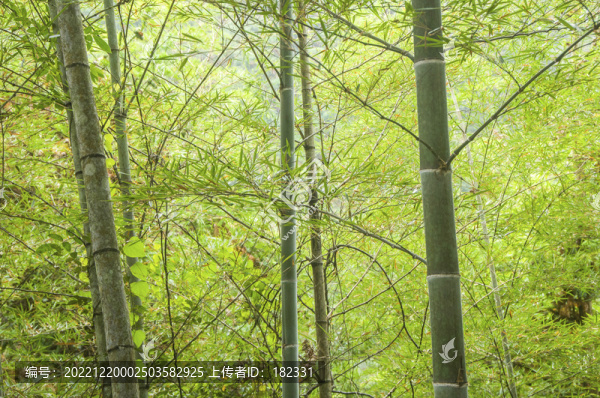 綠竹枝葉