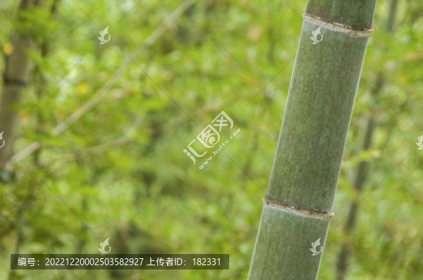 竹節(jié)特寫