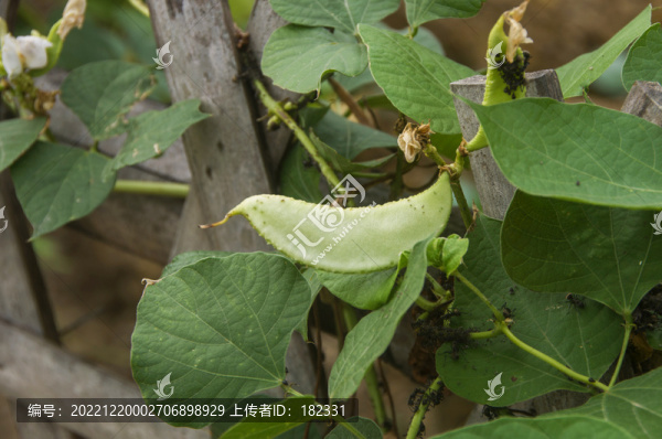 扁豆果實(shí)