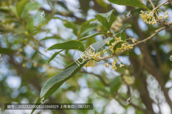 木樨花枝