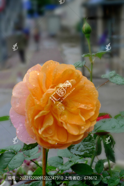 金色薔薇