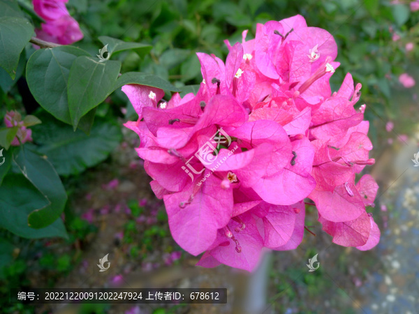 粉紅色三角梅
