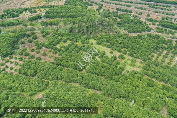 奉節(jié)臍橙園