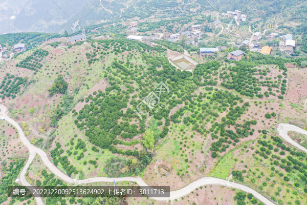 奉節(jié)臍橙園