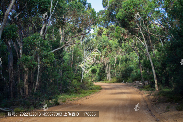 林間小土路