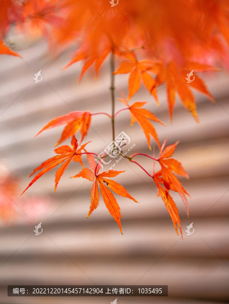 紅葉