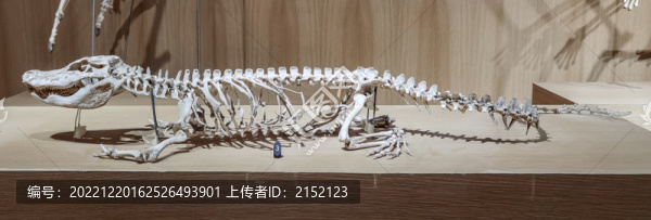 鱷魚骨架標(biāo)本