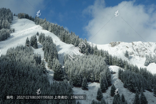 稻城亞丁雪松