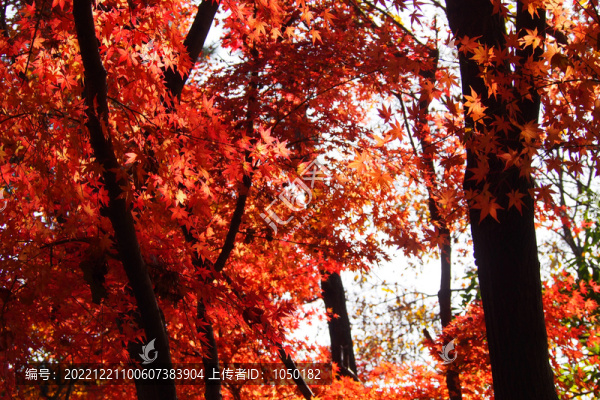紅楓林