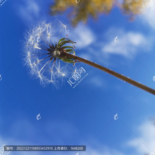 天空蒲公英