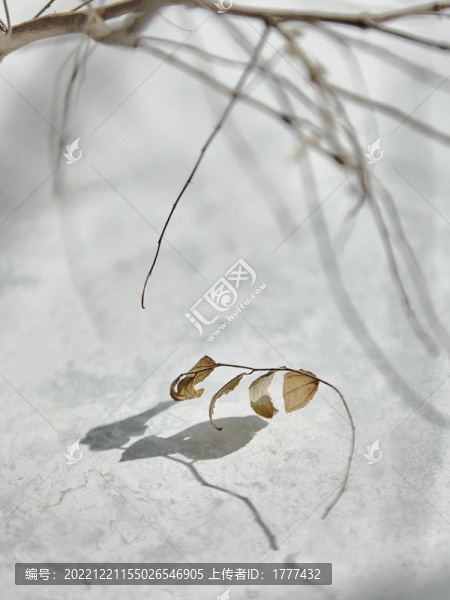 干枯的樹葉